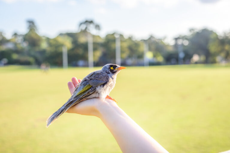 tips merawat burung